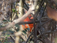 Cardinalis cardinalis