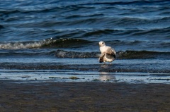 Larus brachyrhynchus