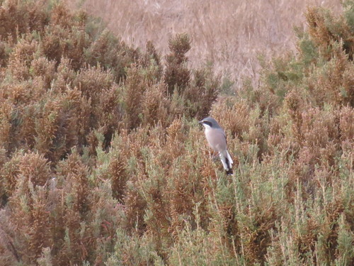 Lanius meridionalis