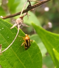 Horciasinus signoreti