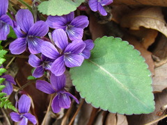 Viola philippica
