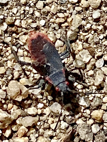iNaturalist observation photo of Red-shouldered Bug