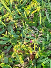 Emilia sonchifolia image