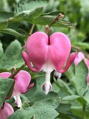 Lamprocapnos spectabilis
