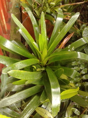 Guzmania mitis