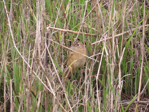 Cisticola juncidis