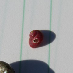 Cantharidus dilatatus