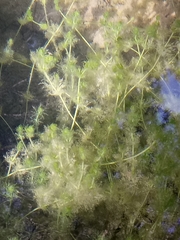 Charophyceae