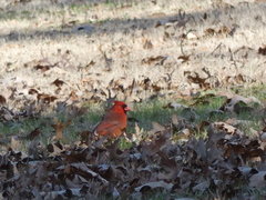 Cardinalis cardinalis