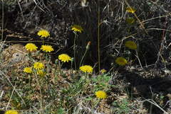 Malacothrix fendleri