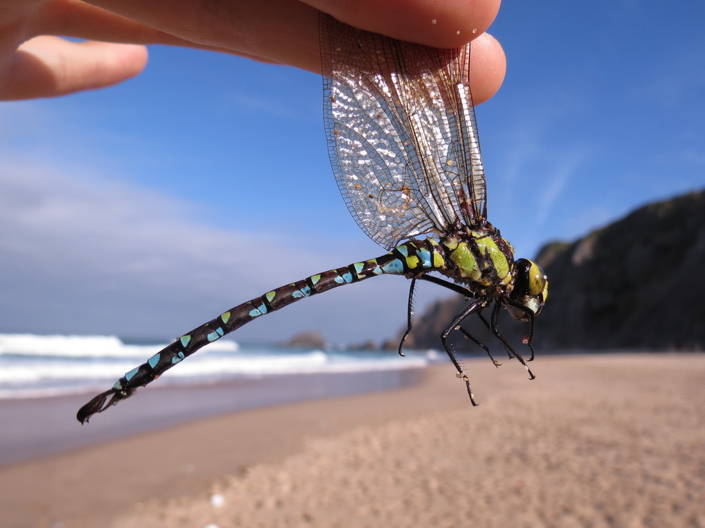 Самець / Male. никакие права не защищены, загрузил Reuven Martin