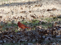 Cardinalis cardinalis