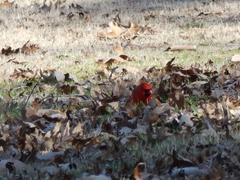 Cardinalis cardinalis