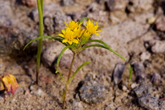 Pectis angustifolia angustifolia