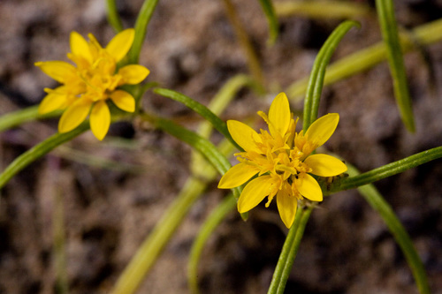 Pectis angustifolia var. angustifolia