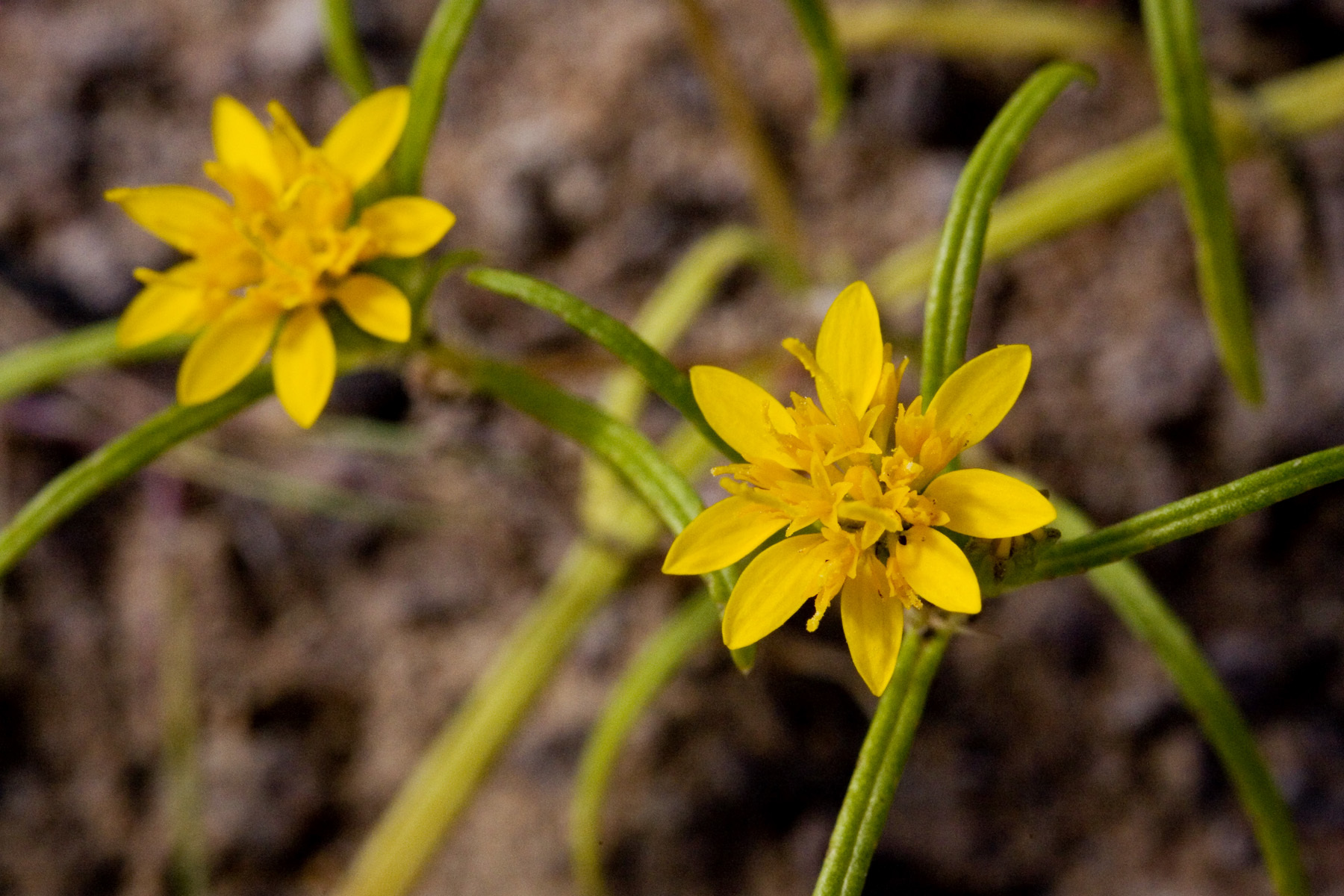 Pectis angustifolia var. angustifolia