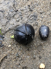 Carya glabra odorata