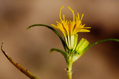 Pectis angustifolia angustifolia