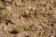 Phemeranthus confertiflorus