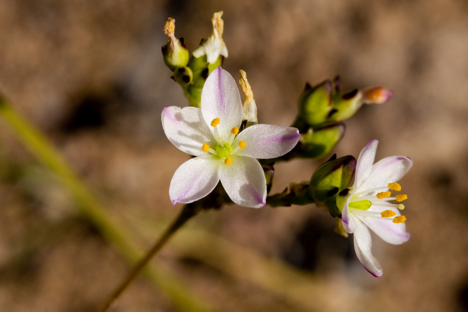Talinum confertiflorum Hance