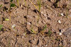 Phemeranthus confertiflorus