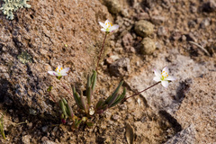Phemeranthus confertiflorus