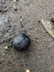 Carya glabra odorata