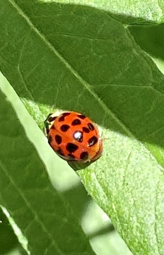 iNaturalist observation photo of Asian Lady Beetle