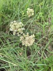 Asclepias linearis