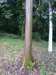 Calycophyllum spruceanum