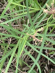 Asclepias linearis