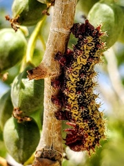 Hemileuca nevadensis