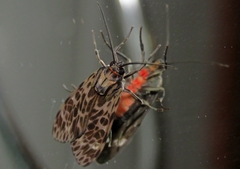 Eucereon tripunctatum