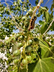 Hemileuca nevadensis