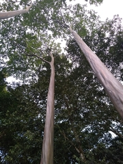 Calycophyllum spruceanum
