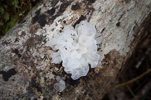 snow fungus