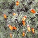 Anarthrophyllum desideratum desideratum - Photo (c) Morgan Cantrell, μερικά δικαιώματα διατηρούνται (CC BY-NC), uploaded by Morgan Cantrell