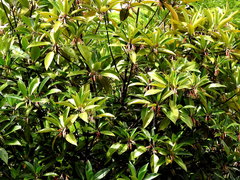 Bruguiera gymnorhiza