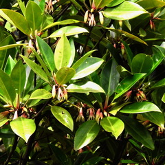 Bruguiera gymnorhiza