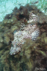 Thysanophrys cirronasus