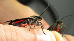 Eucereon tripunctatum