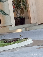 Pitangus sulphuratus