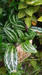 Goeppertia picturata