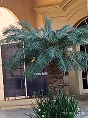 Pitangus sulphuratus