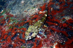 Bovichtus angustifrons