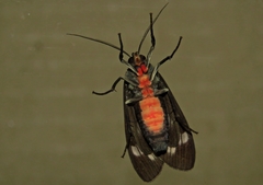 Eucereon tripunctatum