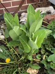 Asclepias syriaca