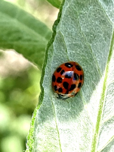 iNaturalist observation photo of Asian Lady Beetle