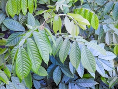 Magnoliopsida