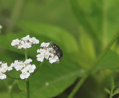 Acmaeodera tubulus